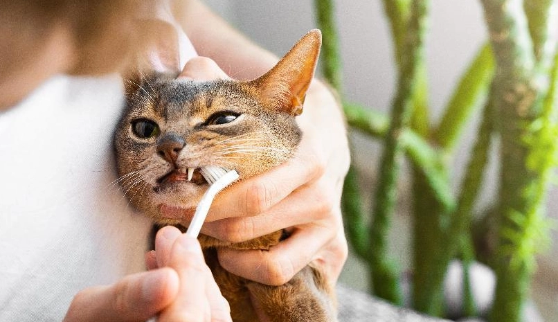 貓咪刷牙步驟