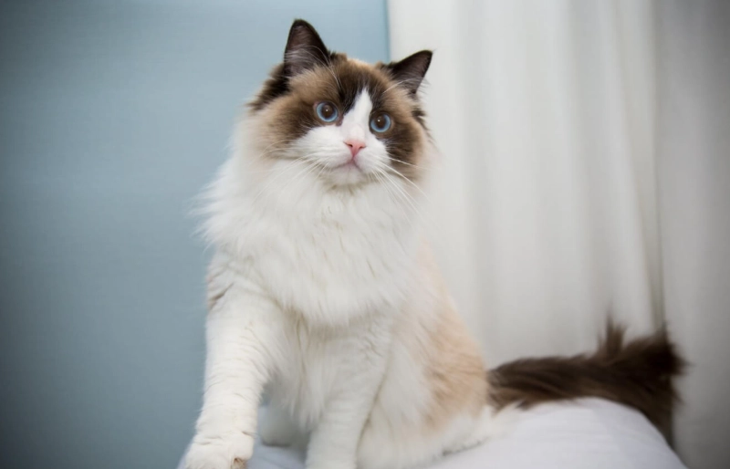 布偶貓品種介紹