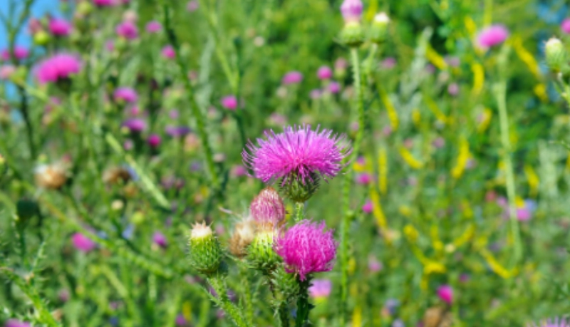奶薊草 一天吃多少