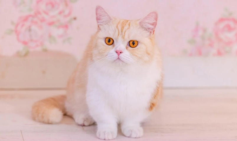 曼赤肯貓遺傳病