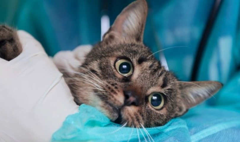 貓打完疫苗沒精神