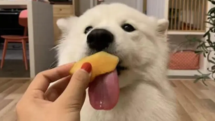 柿子對狗的好處