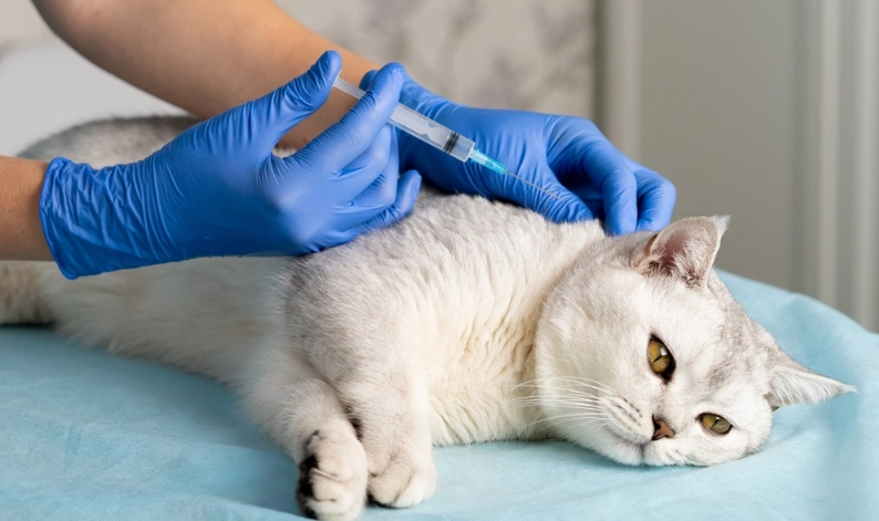 貓疫苗一定要打嗎
