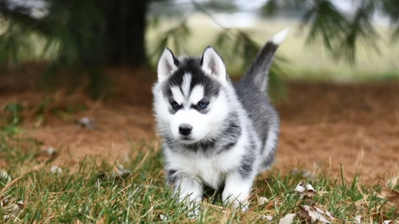 哈士奇平均壽命