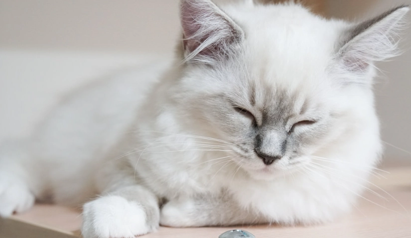 手套色布偶貓特徵