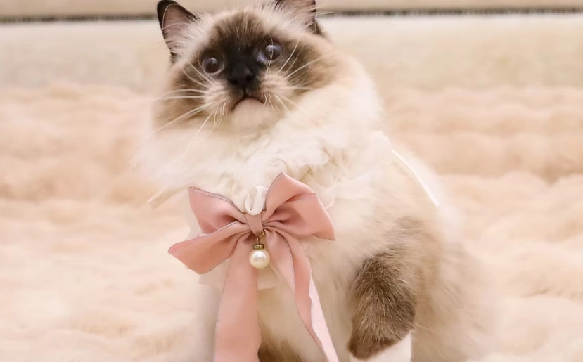 手套色布偶貓特徵