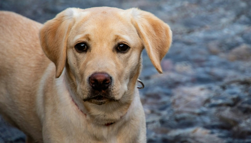 拉布拉多犬個性