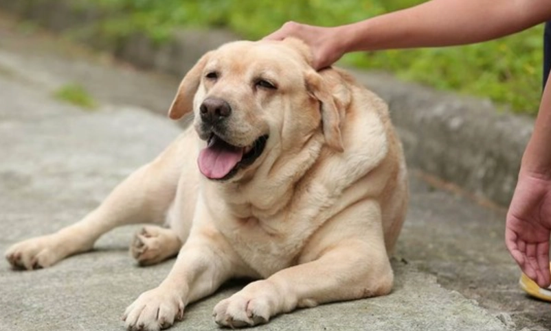 拉布拉多犬個性