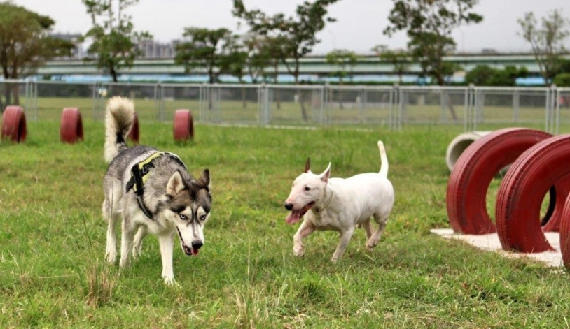室內狗狗活動區