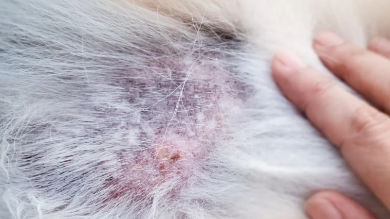 狗狗皮膚病