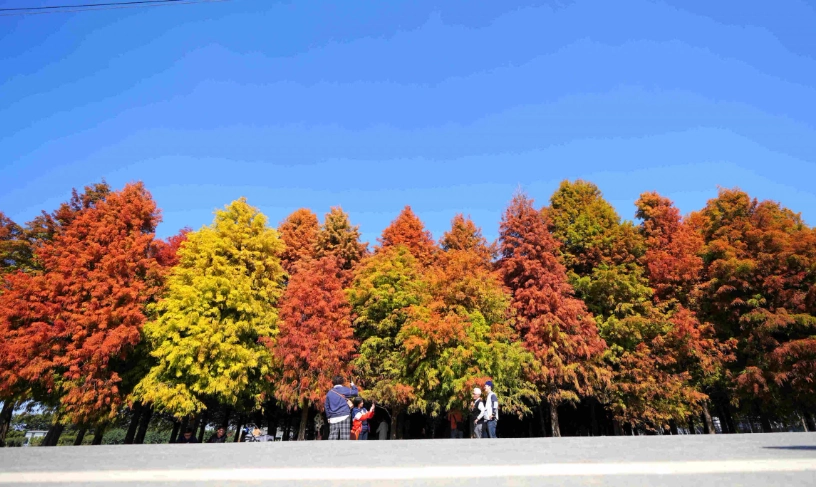 六甲落羽松附近旅遊