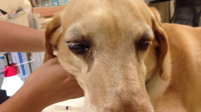 狗眼睛發炎