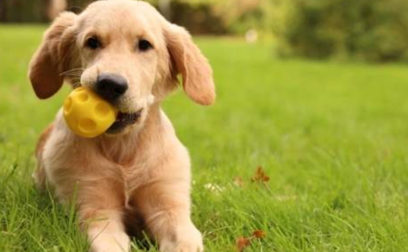適合家庭養的狗
