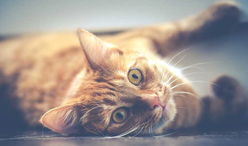 貓腎衰竭第三期