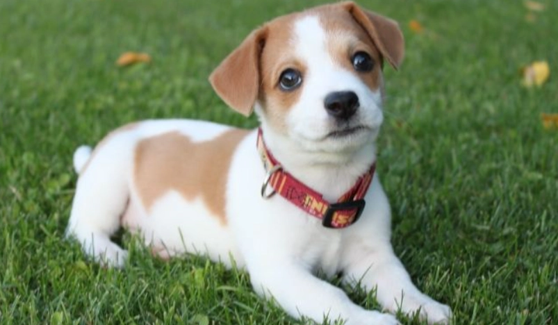 狗狗胰臟炎飲食