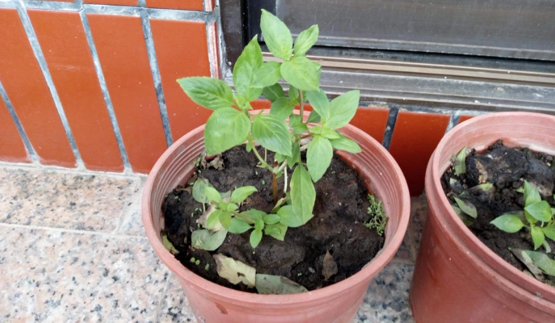 九層塔種植技巧