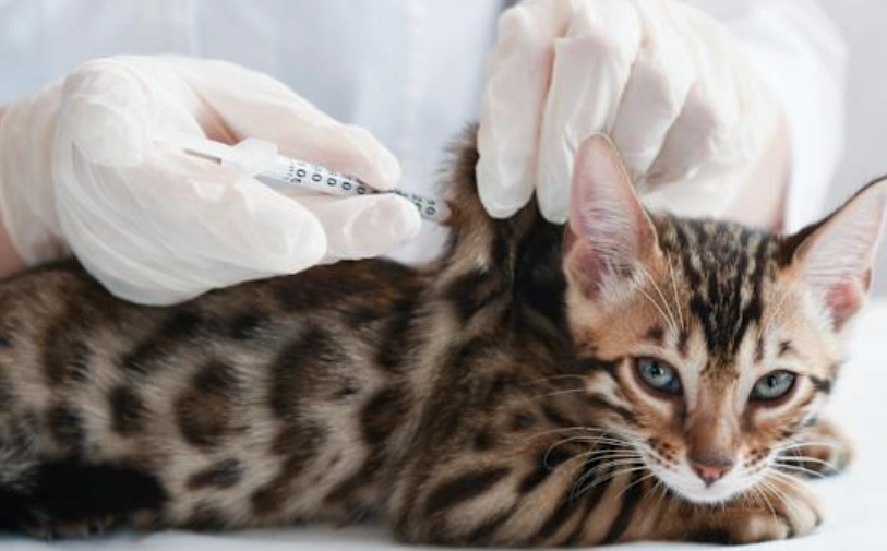 貓疫苗一定要打嗎