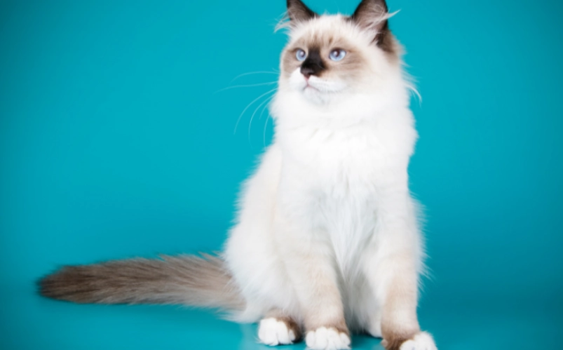 布偶貓品種介紹