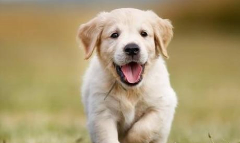 適合家庭養的狗