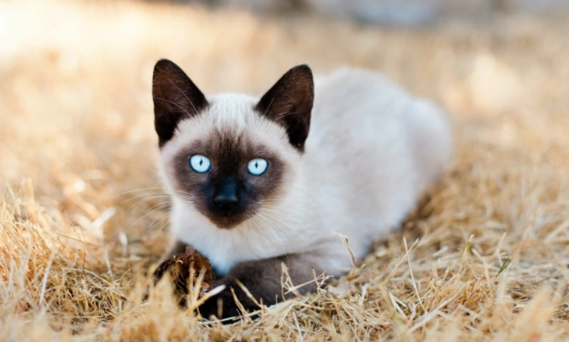 暹羅貓聰明程度