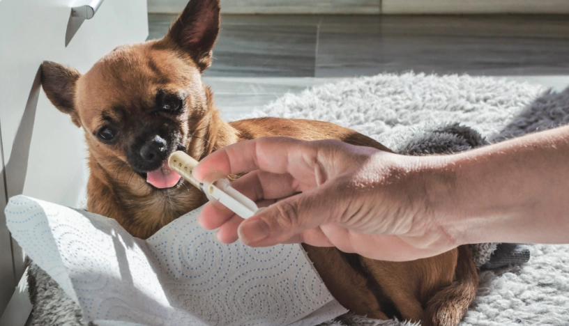 狗狗胰臟炎飲食