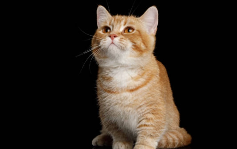 曼赤肯貓遺傳病