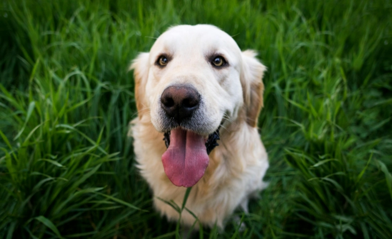 美系黃金獵犬性格