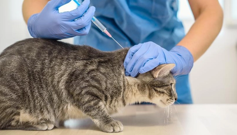 貓咪疫苗反應