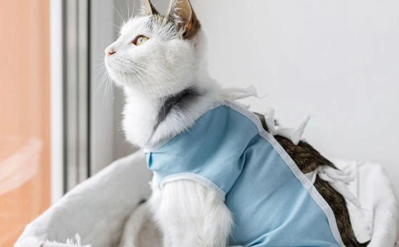 貓咪結紮最佳時機