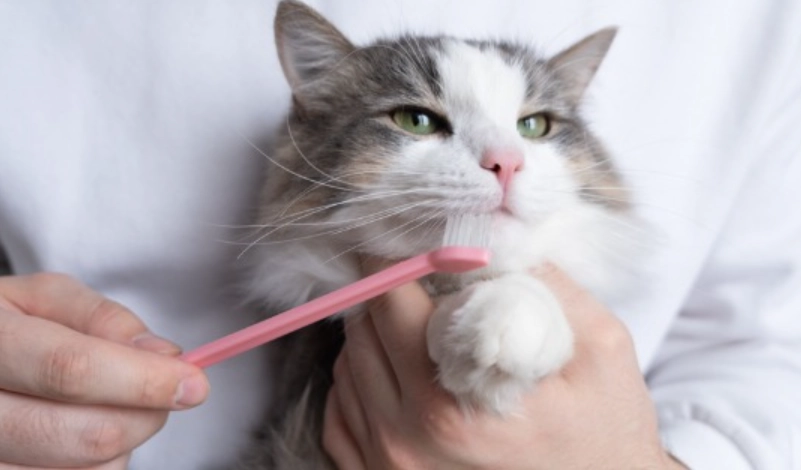 貓咪牙齒護理