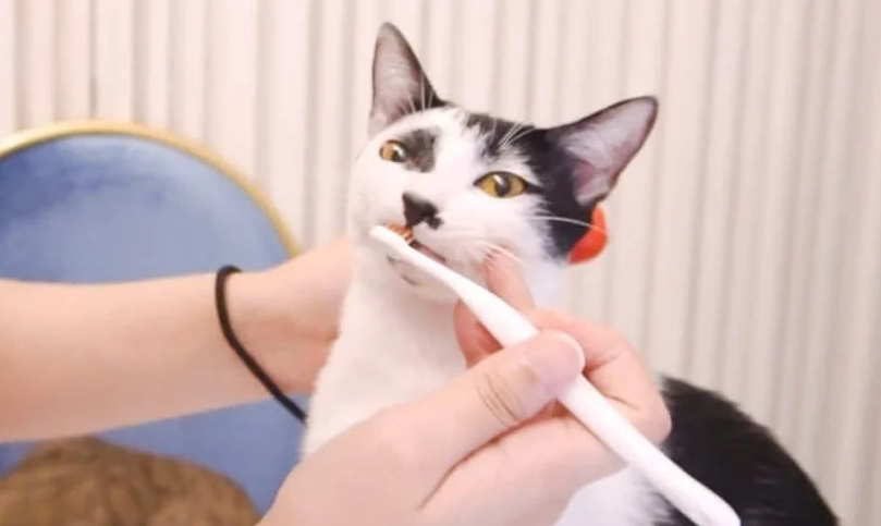 貓咪牙齒護理