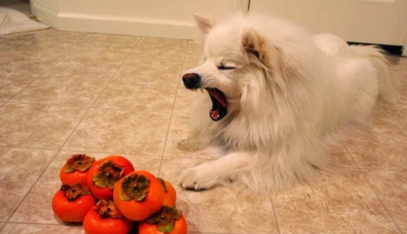 狗狗吃柿子