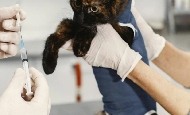 台灣貓狂犬病法規