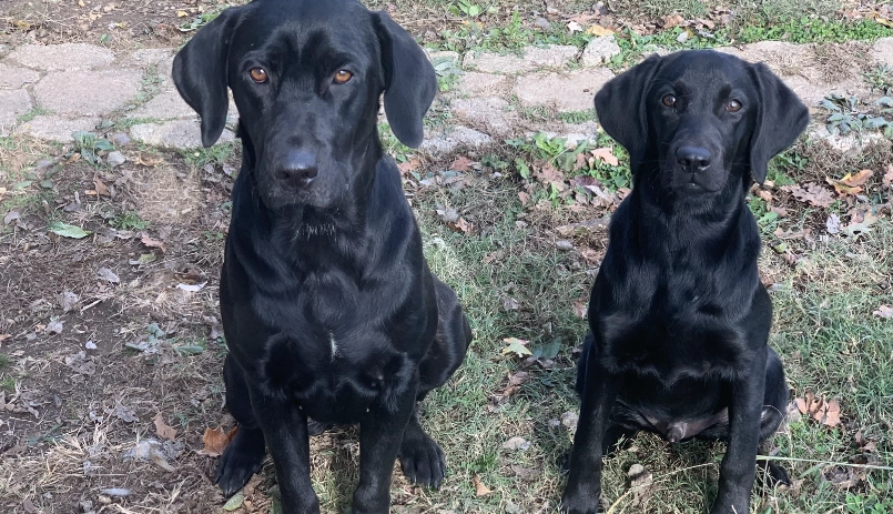 台灣領養黑拉拉