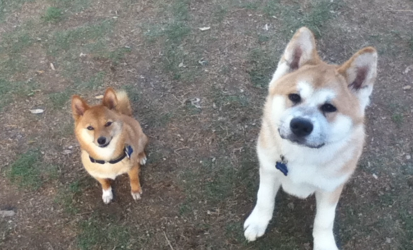 秋田犬 飼養 要點