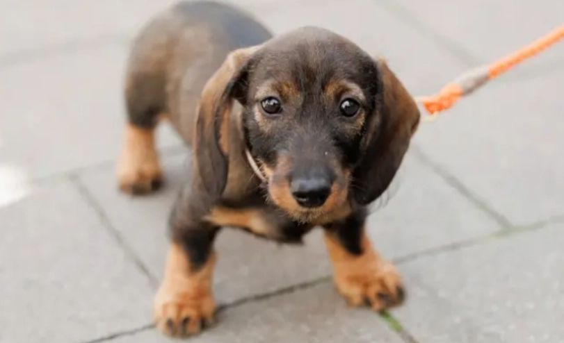 臘腸狗椎間盤突出