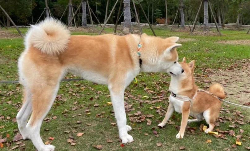 柴犬 性格 分析