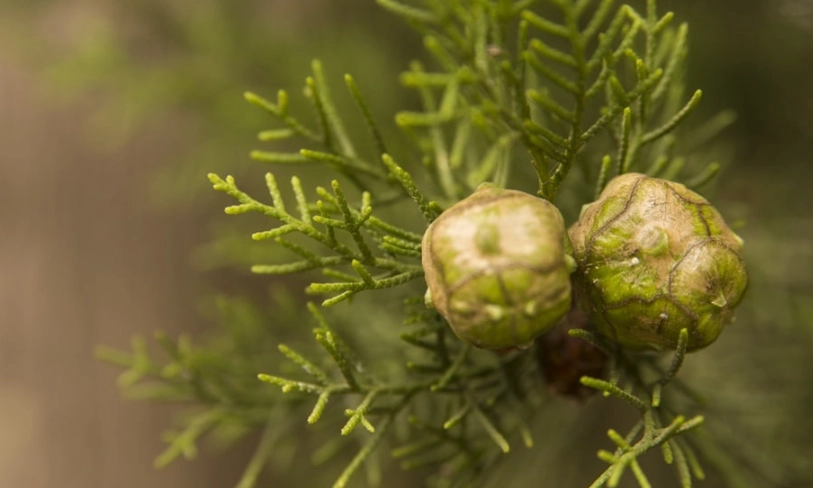 呼吸道保健 精油