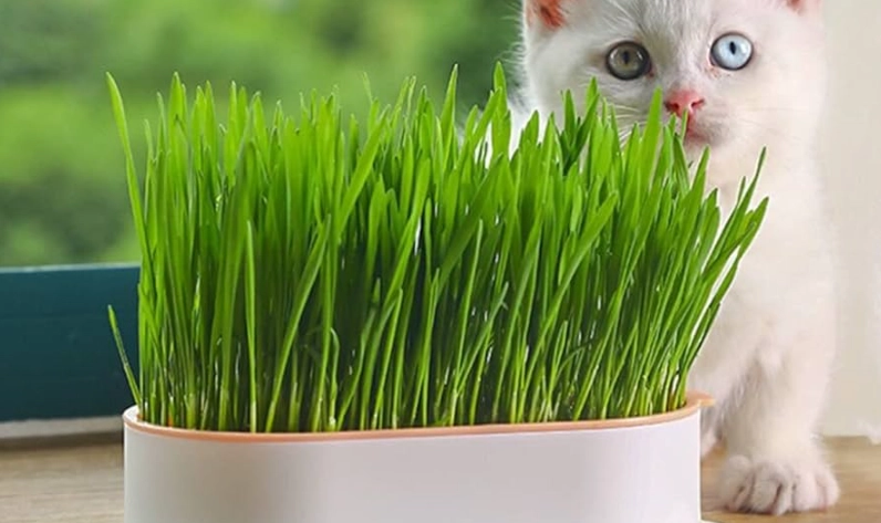 貓薄荷盆栽種植