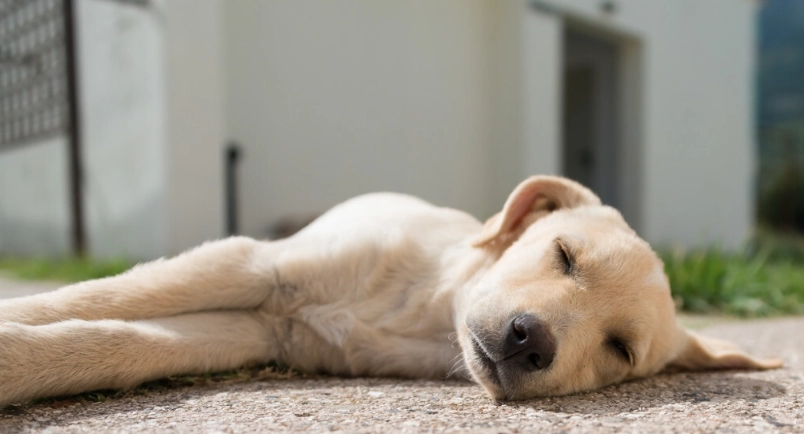 狗狗鼻塞怎麼辦
