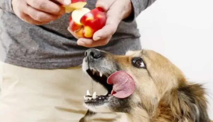 蘋果對狗有害嗎
