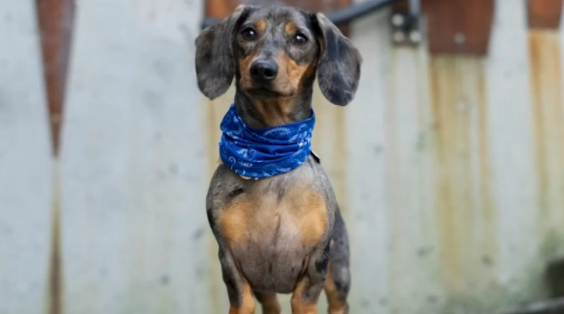 狗狗後腿無力怎麼辦