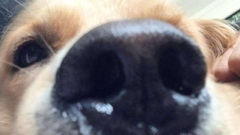 狗狗鼻塞怎麼辦