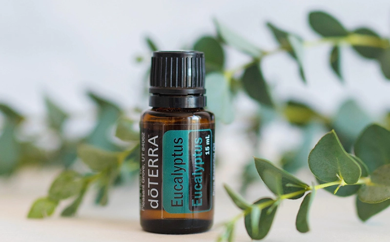 尤加利精油功效