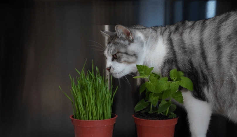 貓薄荷盆栽哪裡買