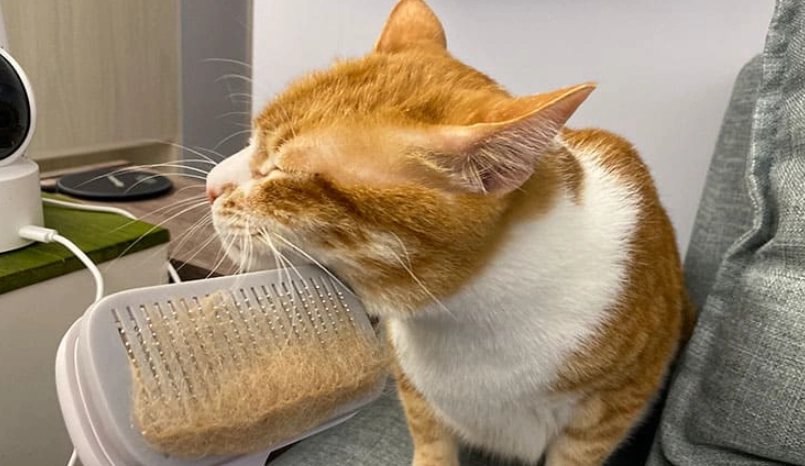 貓咪開刀後照顧