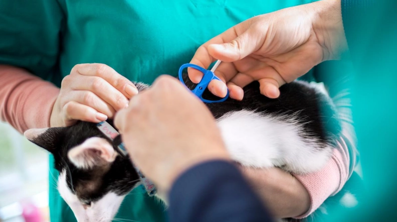 寵物晶片副作用