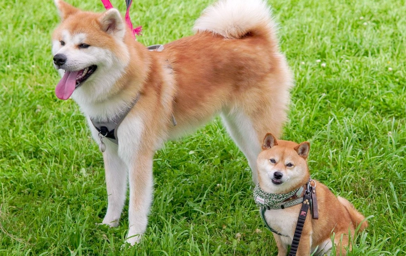 秋田犬 飼養 要點