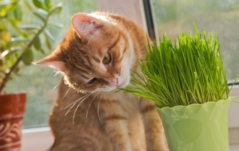 貓薄荷盆栽照顧