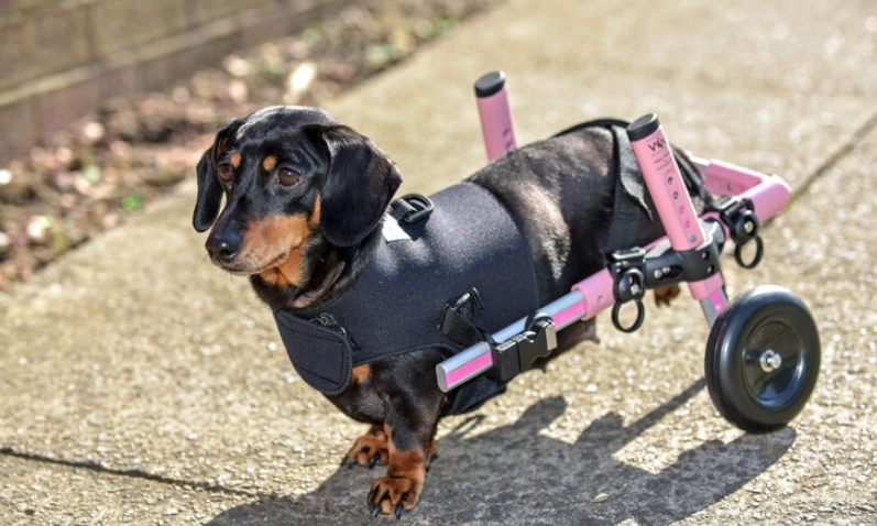 臘腸狗椎間盤突出